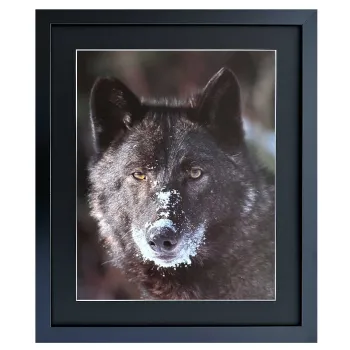 Bild mit Rahmen Black Wolf with Snow