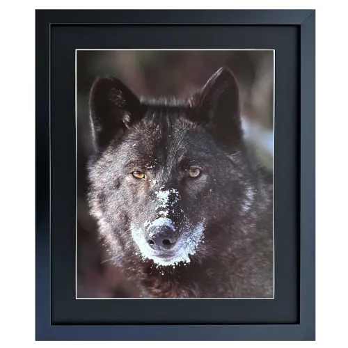 Bild mit Rahmen Wandbild schwarzer Wolf