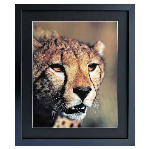 Bild mit Rahmen Wandbild Gepard Portrait