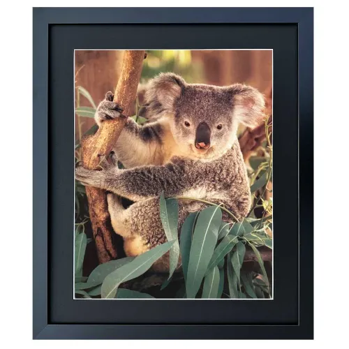 Bild mit Rahmen Wandbild Koala auf Eukalyptusbaum