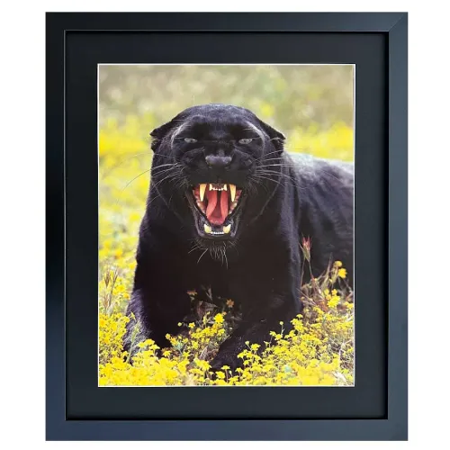 Bild mit Rahmen schwarzer Panther faucht