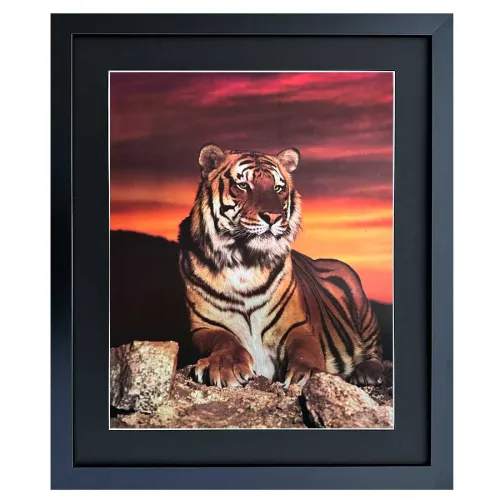 Bild mit Rahmen Wandbild Tiger Sonnenuntergang