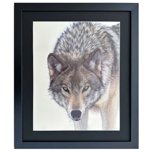 Bild mit Rahmen Wandbild Wolf, Timberwolf