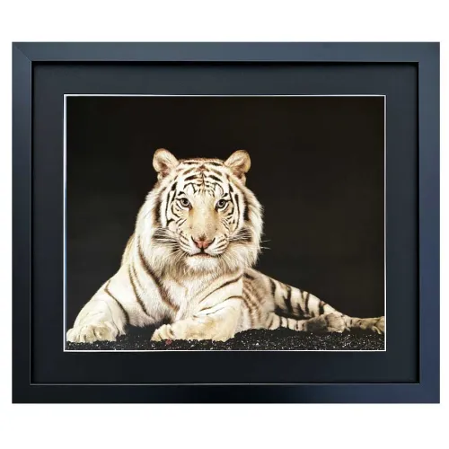 Bild mit Rahmen Wandbild Weißer Tiger auf Schwarz
