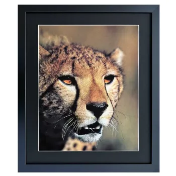 Bild mit Rahmen Wandbild Gepard Portrait