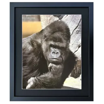 Bild mit Rahmen Wandbild Schwarzer Gorilla