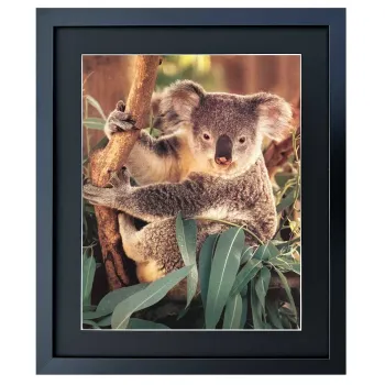 Bild mit Rahmen Koala