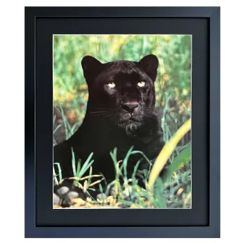 Bild mit Rahmen schwarzer Panther liegt im Gras