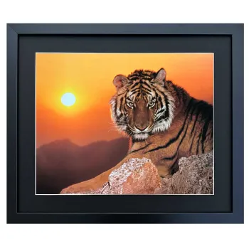 Bild mit Rahmen Tiger bei Sonnenuntergang quer